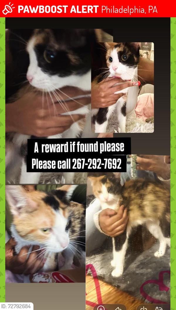 Lost Female Cat last seen Germantown section cross st Wayne ave, Philadelphia, PA 19144