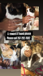 Lost Female Cat last seen Germantown section cross st Wayne ave, Philadelphia, PA 19144