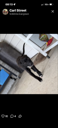 Found/Stray Female Dog last seen Vollintine Evergreen , Memphis, TN 38107