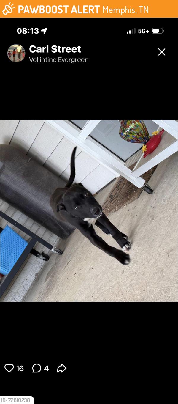 Found/Stray Female Dog last seen Vollintine Evergreen , Memphis, TN 38107