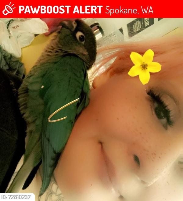 Lost Male Bird last seen Hamilton in North But Hills Drive, Spokane, WA 99207