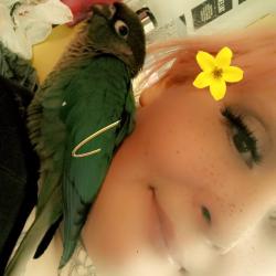 Lost Male Bird last seen Hamilton in North But Hills Drive, Spokane, WA 99207