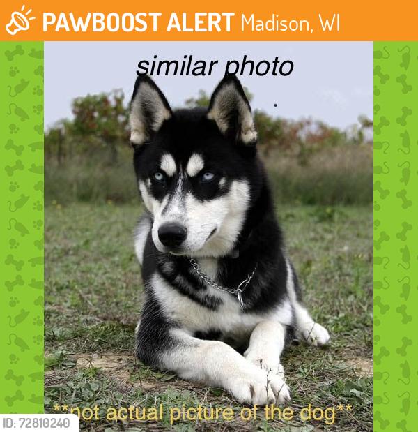 Found/Stray Unknown Dog last seen I39 N left side shoulder, right past utility/salt/plow truck turnaround point, Madison, WI 53718