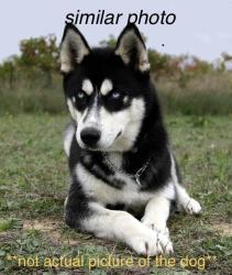 Found/Stray Unknown Dog last seen I39 N left side shoulder, right past utility/salt/plow truck turnaround point, Madison, WI 53718