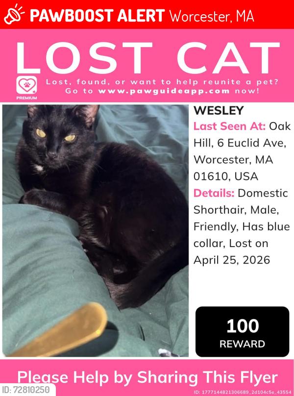 Lost Male Cat last seen vernon st , Worcester, MA 01610