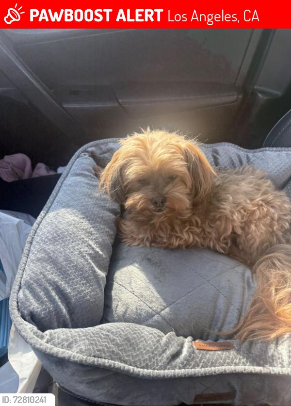 Lost Female Dog last seen Near S Bronson Ave, Los Angeles, CA 90016