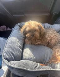 Lost Female Dog last seen Near S Bronson Ave, Los Angeles, CA 90016