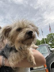 Found/Stray Female Dog last seen Happy Hill Park, Winston-Salem, NC 27127