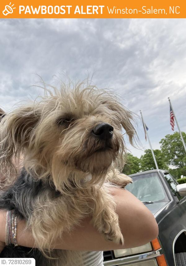 Found/Stray Female Dog last seen Happy Hill Park, Winston-Salem, NC 27127