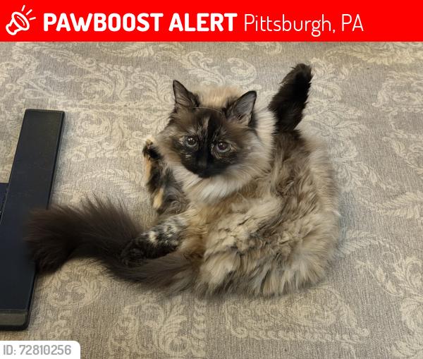 Lost Female Cat last seen Earlwood, crescent hills, Pittsburgh, PA 15235
