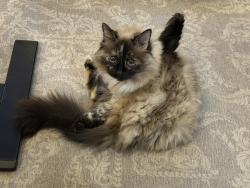 Lost Female Cat last seen Earlwood, crescent hills, Pittsburgh, PA 15235