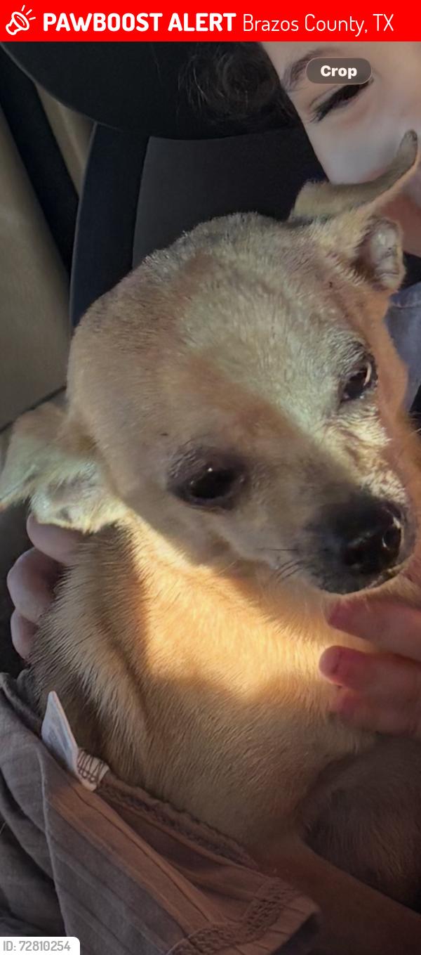 Lost Female Dog last seen Straub rd & saddle creek neighborhood , Brazos County, TX 77845