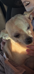 Lost Female Dog last seen Straub rd & saddle creek neighborhood , Brazos County, TX 77845
