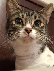 Lost Female Cat last seen Groveport,Obetz,Columbus , Columbus, OH 43207