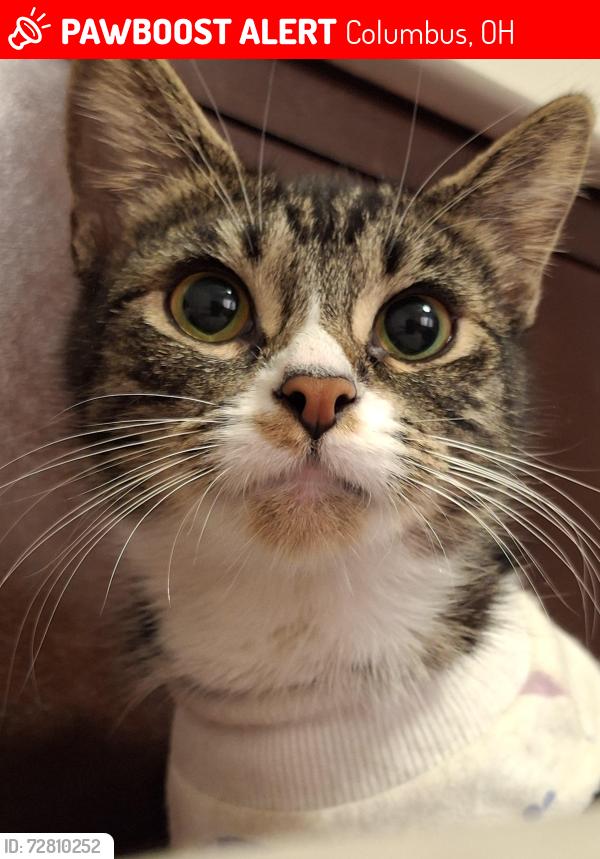 Lost Female Cat last seen Groveport,Obetz,Columbus , Columbus, OH 43207