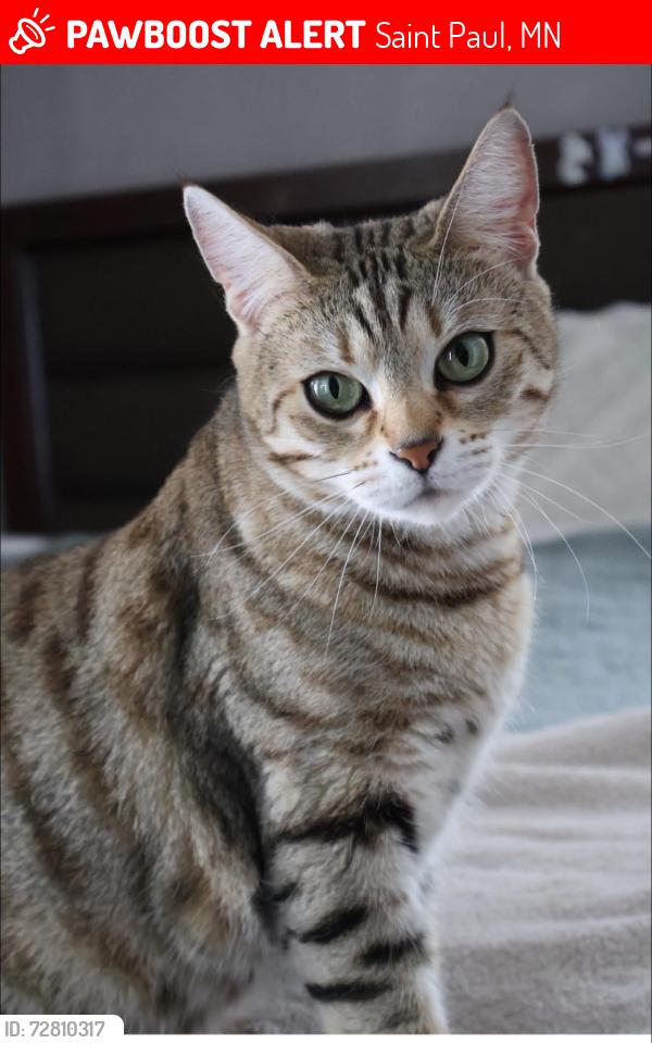 Lost Female Cat last seen Near California Ave E, Saint Paul, MN, USA, Saint Paul, MN 55130