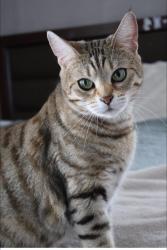 Lost Female Cat last seen Near California Ave E, Saint Paul, MN, USA, Saint Paul, MN 55130