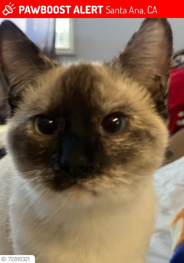 Lost Female Cat last seen Orange Ave and Beverly , Santa Ana, CA 92701