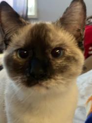 Lost Female Cat last seen Orange Ave and Beverly , Santa Ana, CA 92701