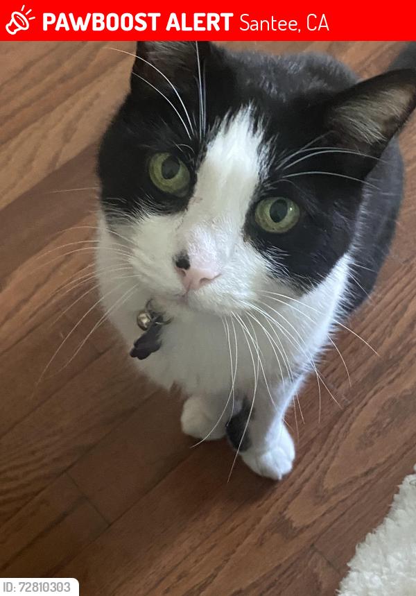 Lost Male Cat last seen Mast & Halberns Santee, CA, Santee, CA 92071