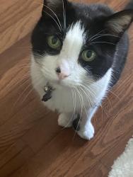 Lost Male Cat last seen Mast & Halberns Santee, CA, Santee, CA 92071