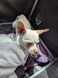Found/Stray Male Dog last seen Near the apmt pool, Las Vegas, NV 89115