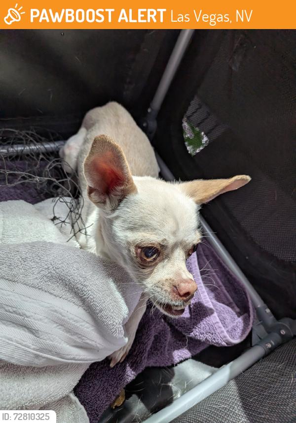 Found/Stray Male Dog last seen Near the apmt pool, Las Vegas, NV 89115