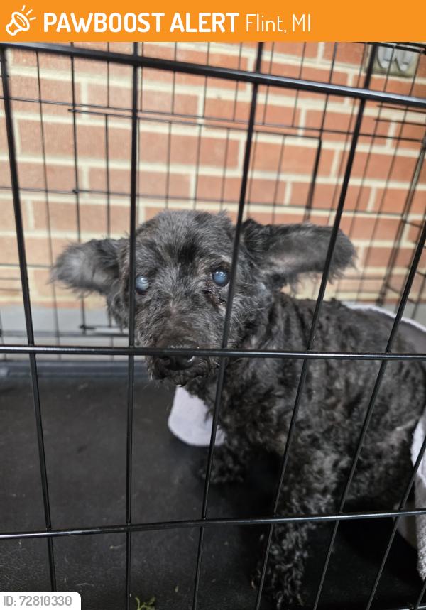 Found/Stray Unknown Dog last seen Clio rd, Flint, MI 48505