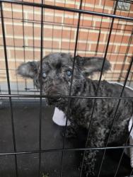 Found/Stray Unknown Dog last seen Clio rd, Flint, MI 48505