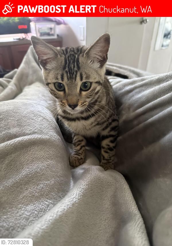 Lost Female Cat last seen Missing at park and ride in Burlington by the Burlington high school she jumped out the window of the car towards the bushes , Chuckanut, WA 98229