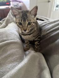 Lost Female Cat last seen Missing at park and ride in Burlington by the Burlington high school she jumped out the window of the car towards the bushes , Chuckanut, WA 98229