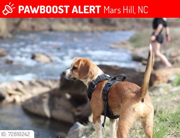 Lost Female Dog last seen Near Gabriels Creek road, Mars Hill, Mars Hill, NC 28754