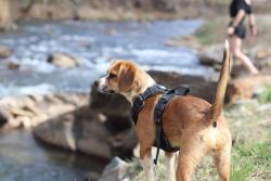Lost Female Dog last seen Near Gabriels Creek road, Mars Hill, Mars Hill, NC 28754