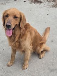 Found/Stray Male Dog last seen Near Freeway/ Mcall, Sanger, CA 93657