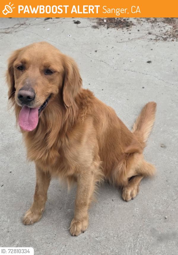 Found/Stray Male Dog last seen Near Freeway/ Mcall, Sanger, CA 93657