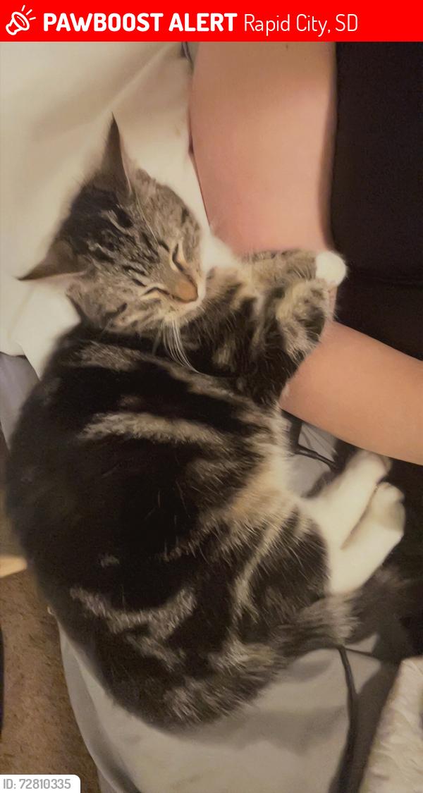 Lost Male Cat last seen Gateway apmts , Rapid City, SD 57703