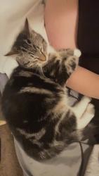 Lost Male Cat last seen Gateway apmts , Rapid City, SD 57703