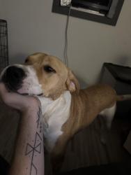 Lost Male Dog last seen hosp in quitman, Quitman, TX 75783