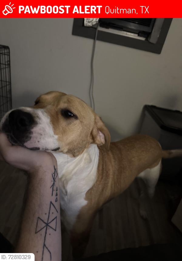 Lost Male Dog last seen hosp in quitman, Quitman, TX 75783