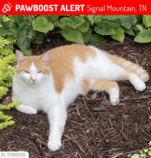 Lost Male Cat last seen Corner of Sawyer and Wilson, Signal Mountain, TN 37377