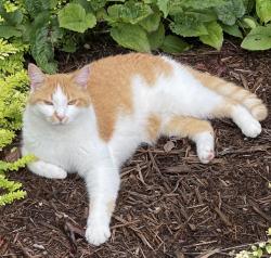 Lost Male Cat last seen Corner of Sawyer and Wilson, Signal Mountain, TN 37377