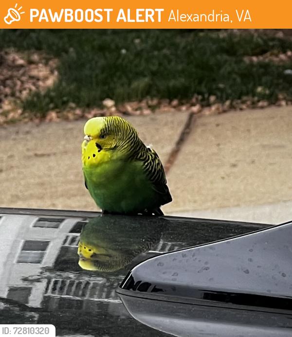 Found/Stray Unknown Bird last seen Near Ice hse Rd, Alexandria, VA 22314