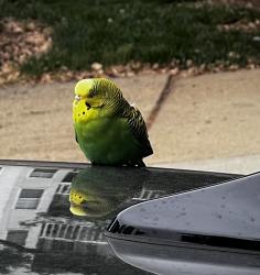 Found/Stray Unknown Bird last seen Near Ice hse Rd, Alexandria, VA 22314