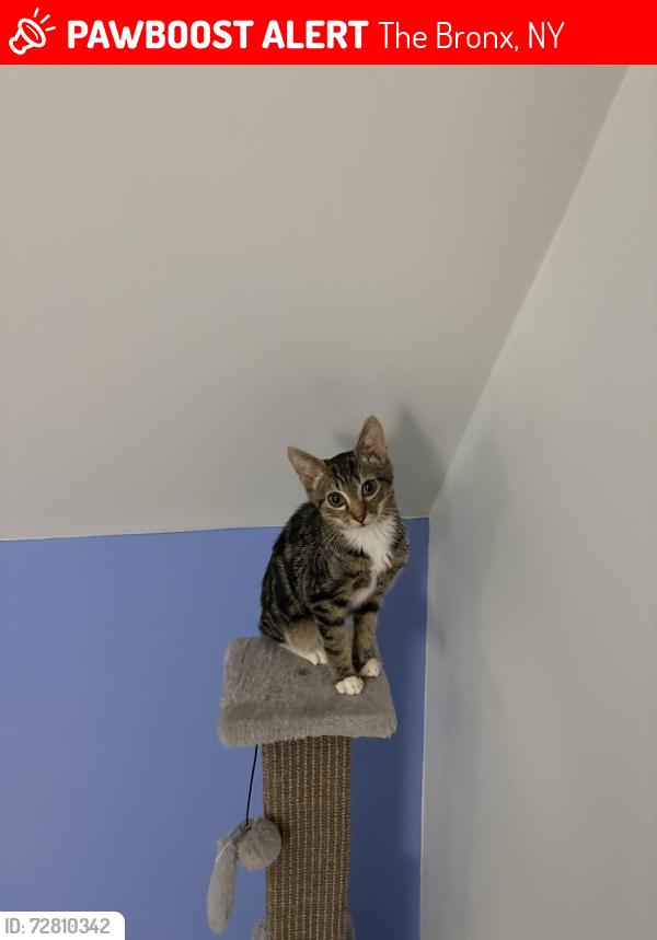Lost Male Cat last seen ASPCA , The Bronx, NY 10451