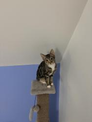 Lost Male Cat last seen ASPCA , The Bronx, NY 10451