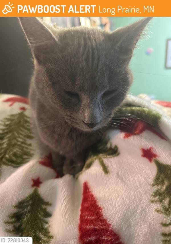 Found/Stray Female Cat last seen County Rd 36 and 185th St,Long Prairie,MN, Long Prairie, MN 56347