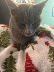 Found/Stray Female Cat last seen County Rd 36 and 185th St,Long Prairie,MN, Long Prairie, MN 56347
