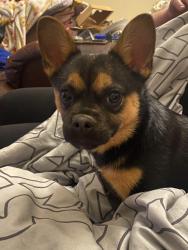 Found/Stray Unknown Dog last seen Peachtree Corners Circle & Holcomb Bridge Rd., Norcross, GA 30092