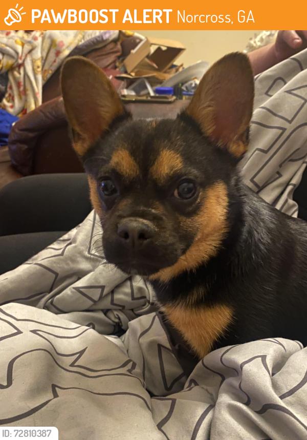 Found/Stray Unknown Dog last seen Peachtree Corners Circle & Holcomb Bridge Rd., Norcross, GA 30092