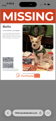 Lost Male Dog last seen 3rd st 4th st, Los Angeles, CA 90010